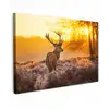 Hert - Dieren - Zonsondergang - Winter - Heide - Natuur canvas 2cm klein -z3d