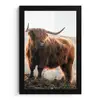 Schotse hooglander - Dieren - Landelijk - Landschap - Koe - Natuur fotolijst zwart zonder passe partout klein -3d