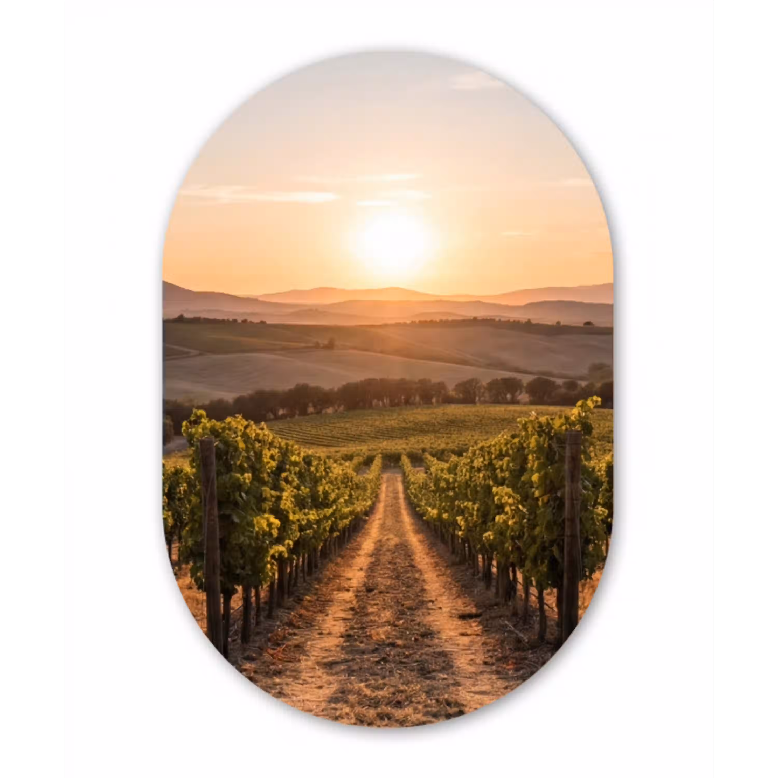 Wijngaard - Zonsondergang - Landschap Wandcirkel Ovaal Aluminium middel -3d