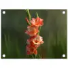 Bloem - Gladiolen - Zalmroze tuinposter los doek klein -3d