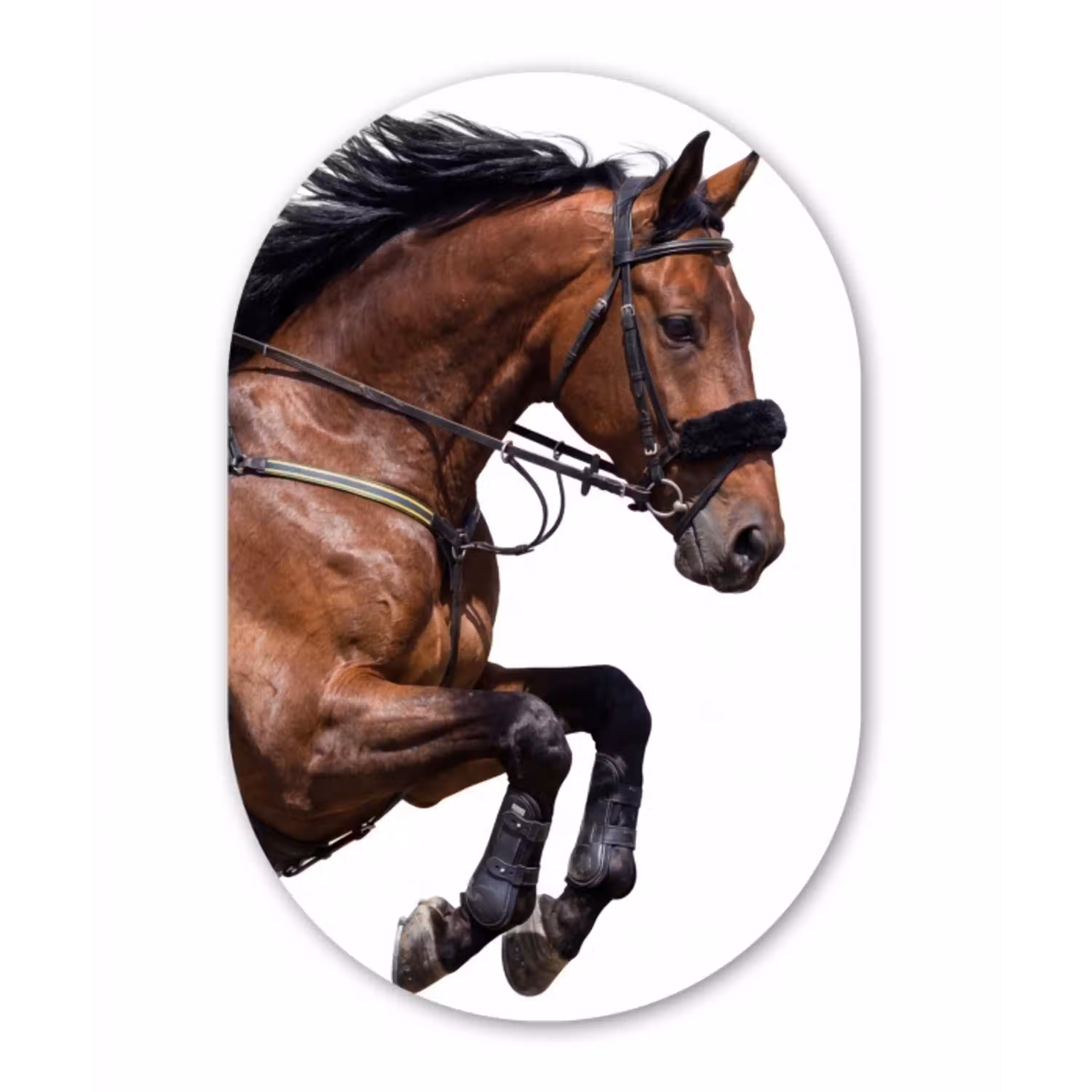 Paard - Springen - Modern Wandcirkel Ovaal Aluminium middel -3d