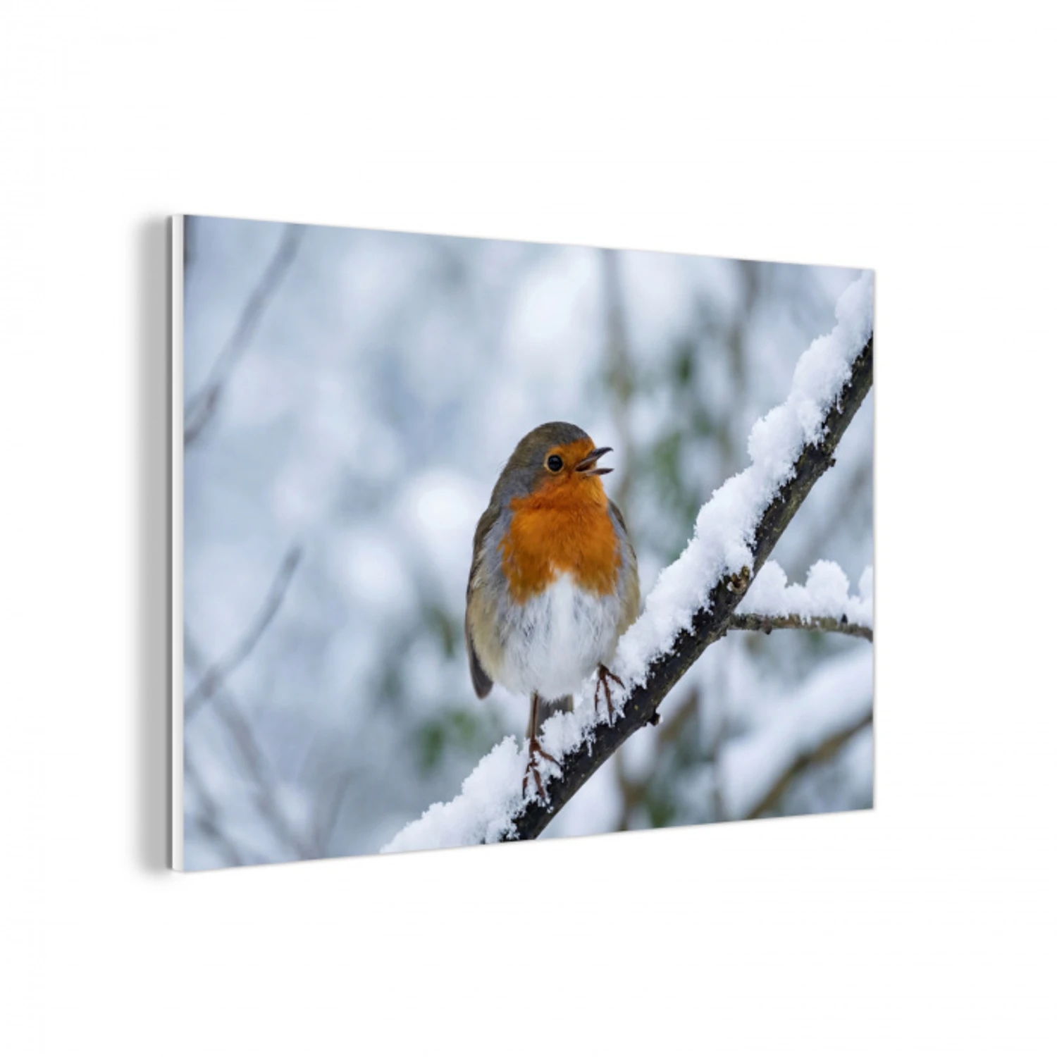 Roodborstje - Tak - Sneeuw - Winter - Levendig forex 5mm xxl -3d