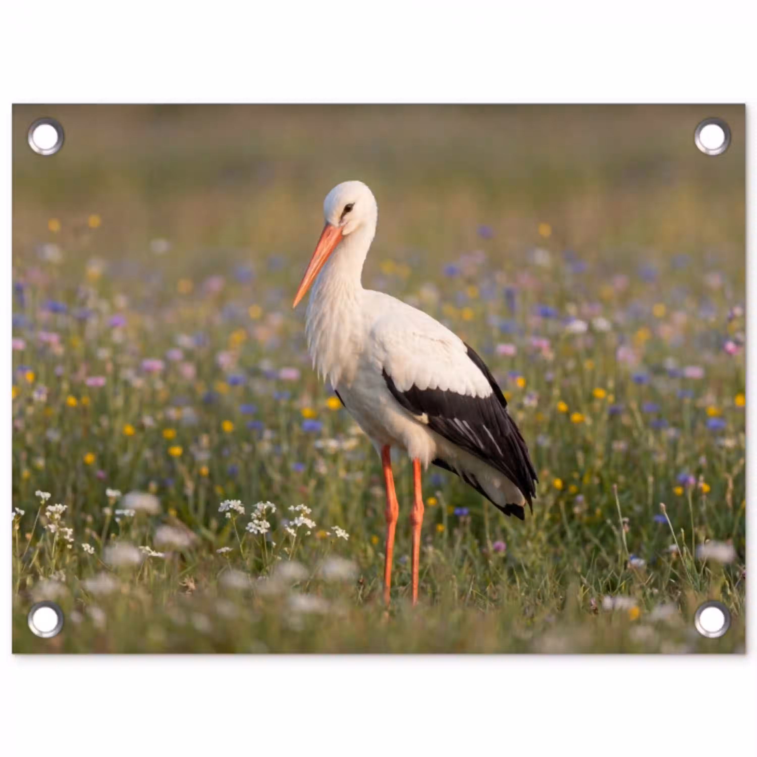 Ooienvaar - Bloemen - Weide - Kleurrijk tuinposter los doek klein -3d