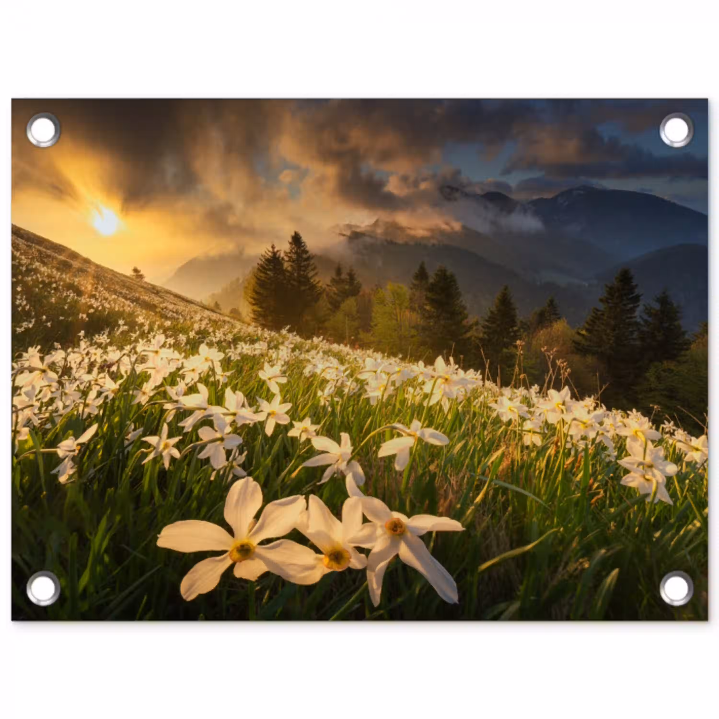 Bloemenveld - Heuvels - Zonsondergang - Berg - Natuur - Wit - Heuvels tuinposter los doek klein -3d