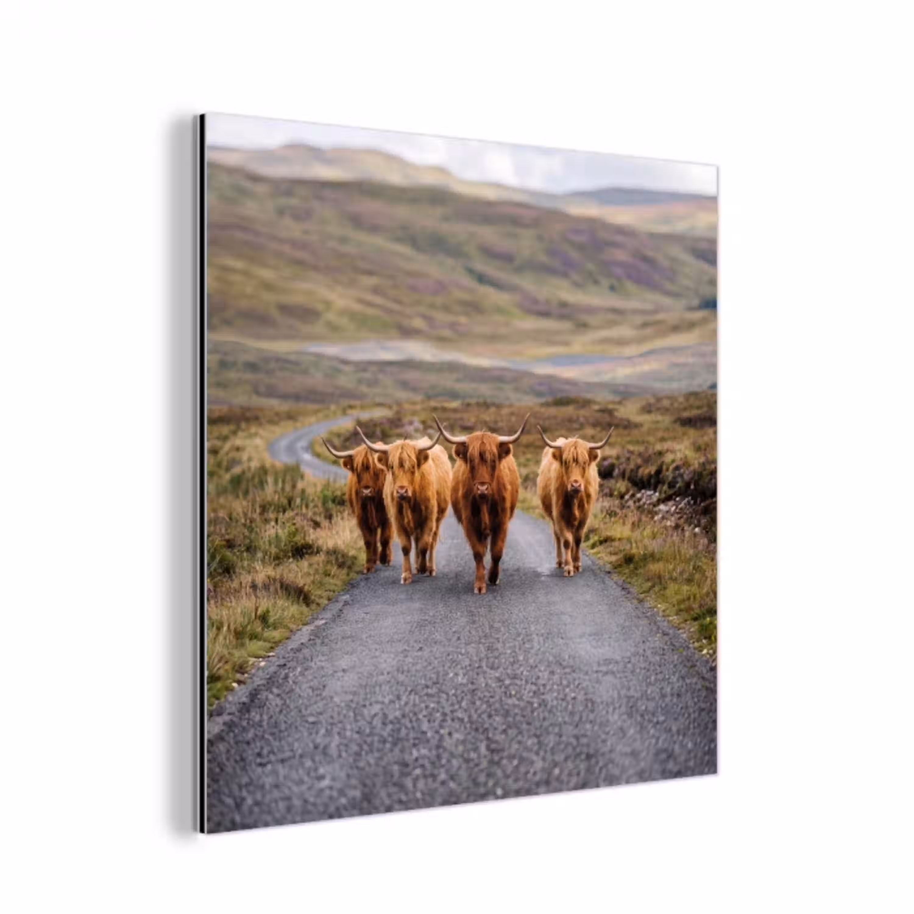 Schotse Hooglanders - Weg - Landschap - Kudde aluminium wit klein -3d