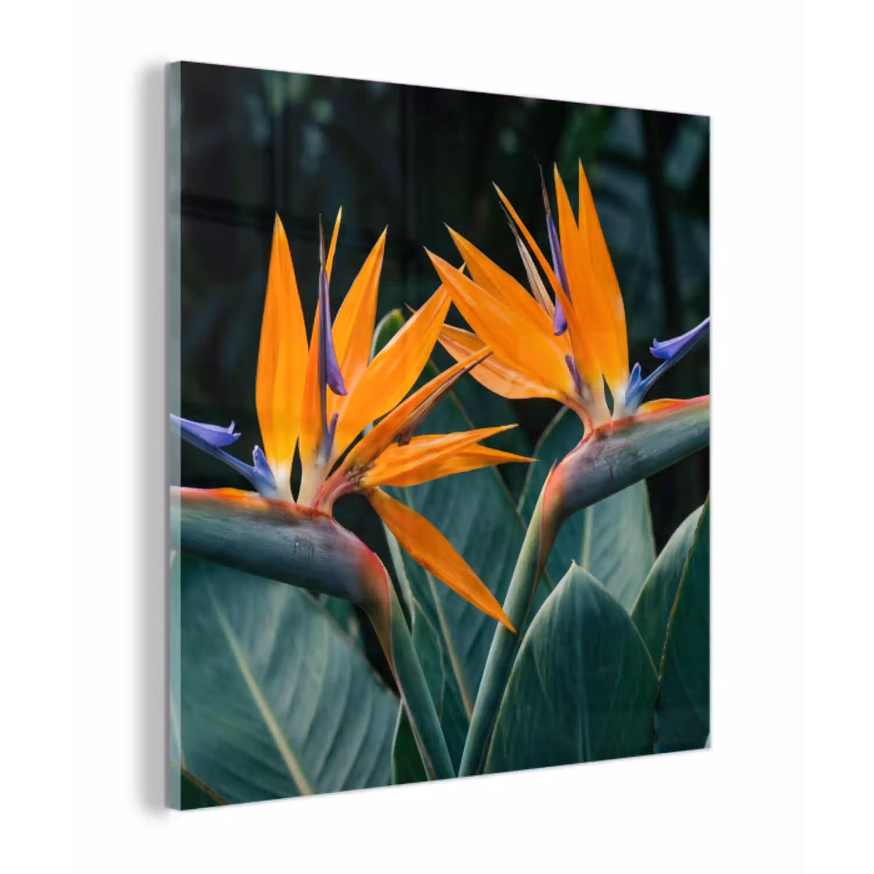 Paradijsvogel - Bloem - Exotisch plexiglas 5mm klein -z3d