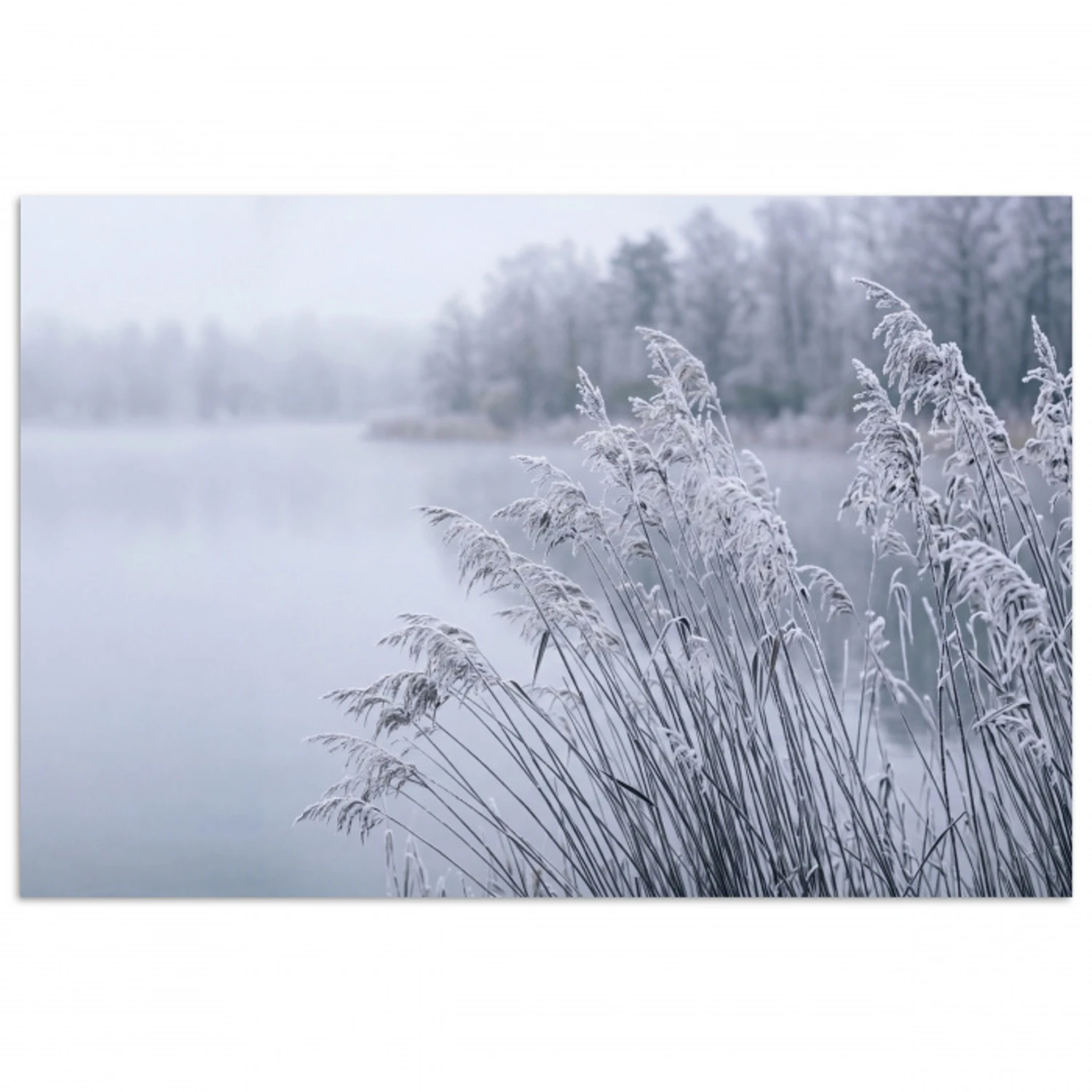 Riet - Bevroren - Winter - Natuur poster papier klein -3d