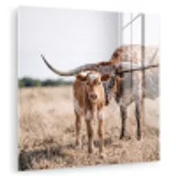 Texas Longhorn - Kalf - Weide - Dieren plexiglas 5mm klein -zzzproduct_nieuw