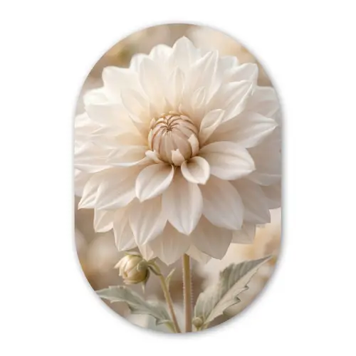 Bloem - Dahlia - Wit Wandcirkel Ovaal Forex klein -3d