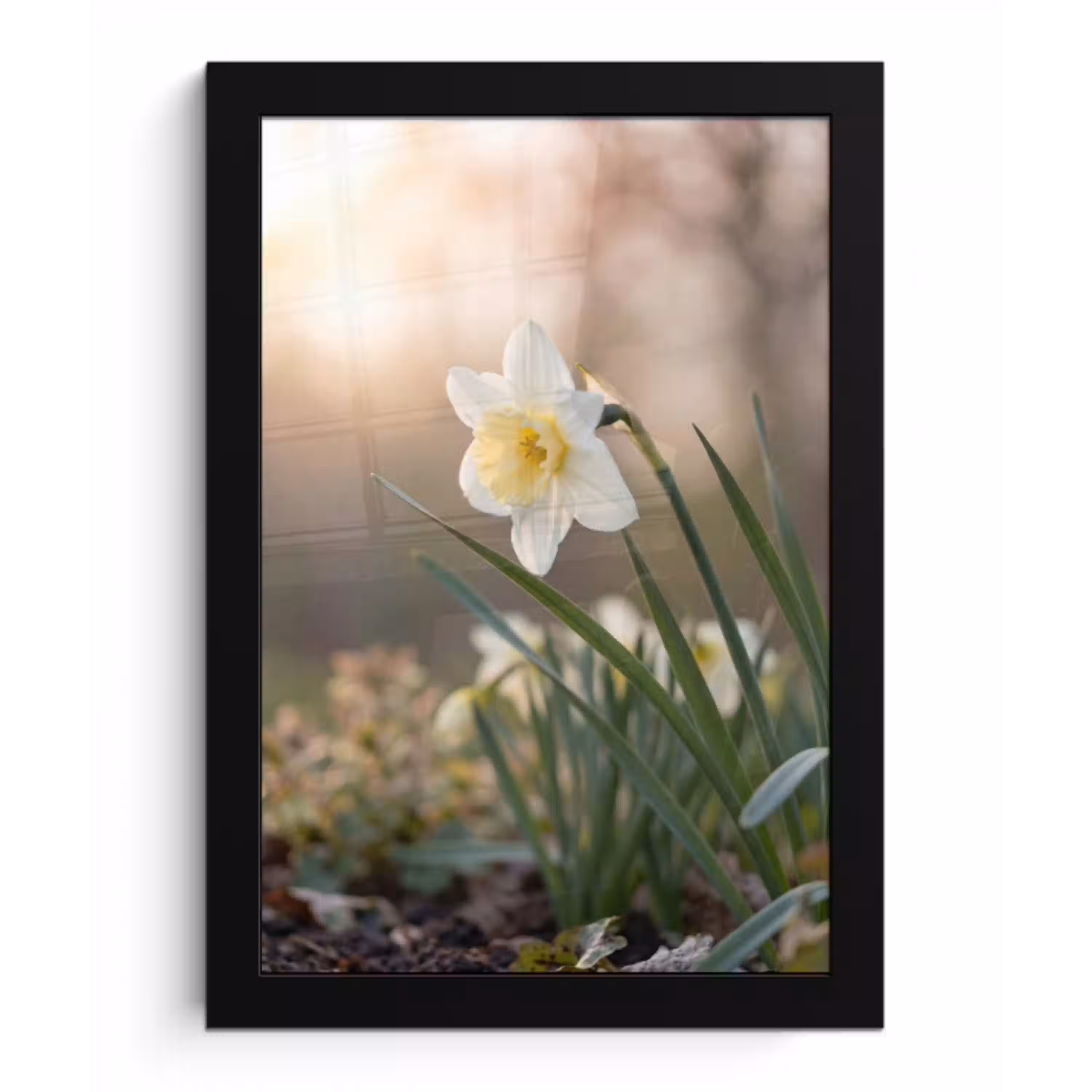 Narcis - Bloem - Minimalistisch fotolijst zwart zonder passe partout klein -3d