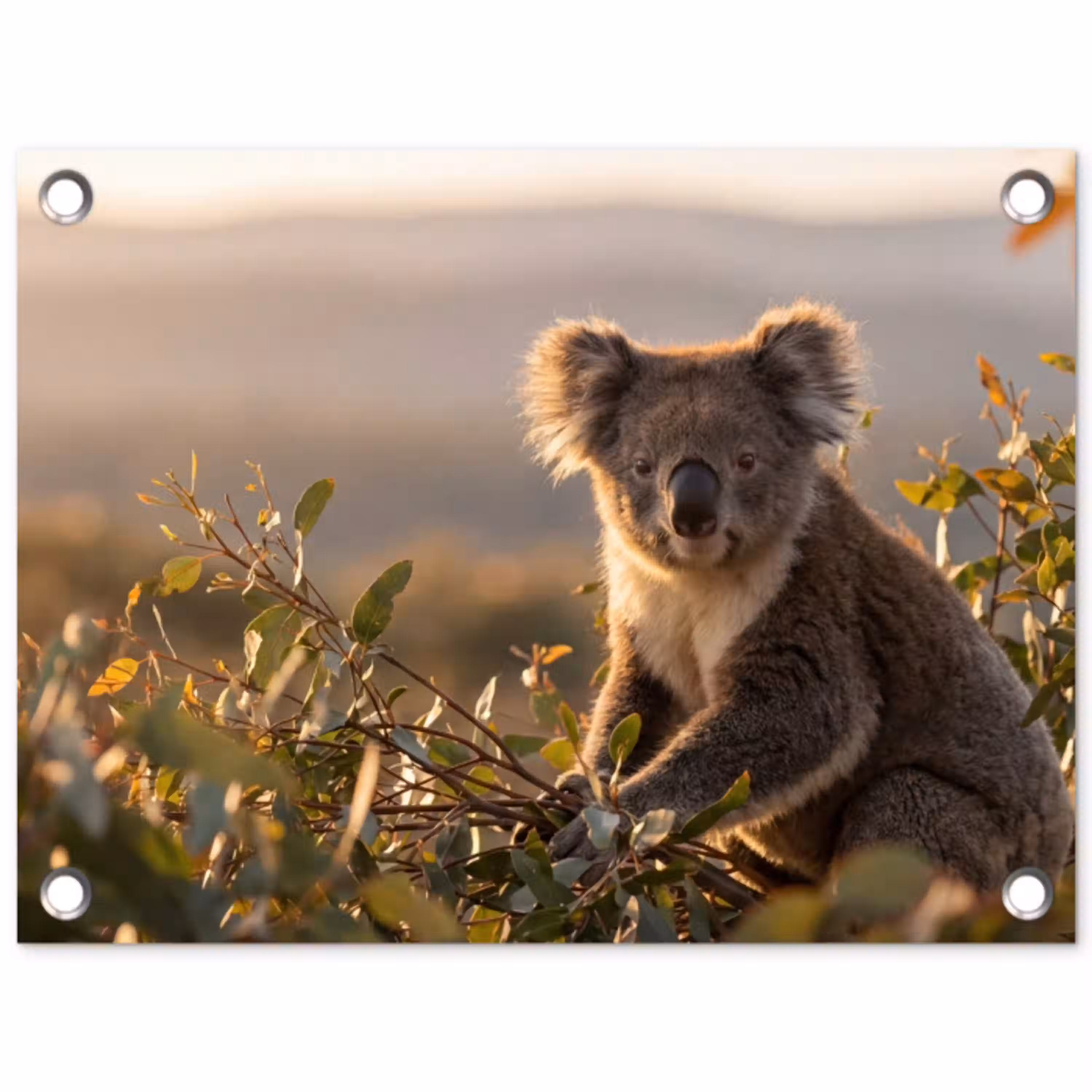 Koala - Bladeren - Ochtendlicht tuinposter los doek klein -3d