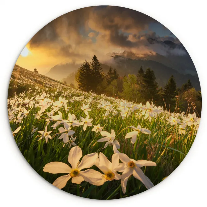 Bloemenveld - Heuvels - Zonsondergang - Berg - Natuur - Wit - Heuvels Wandcirkel kunststof plaat 5mm dik klein -3d