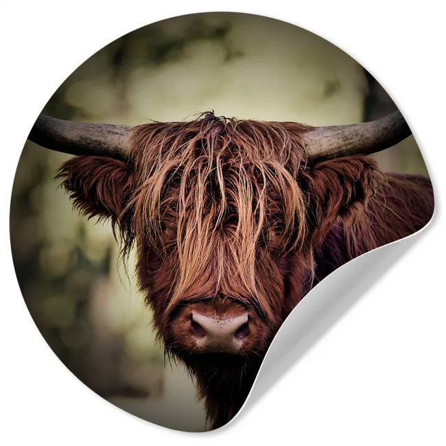 Schotse hooglander - Licht - Portret - Natuur Wandcirkel behangsticker klein -3d
