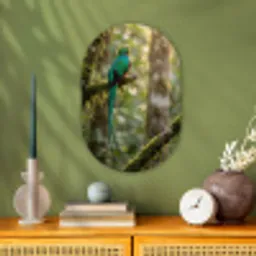 Quetzal - Jungle - Natuur - Groen Wandcirkel Ovaal Forex klein -sfeer2