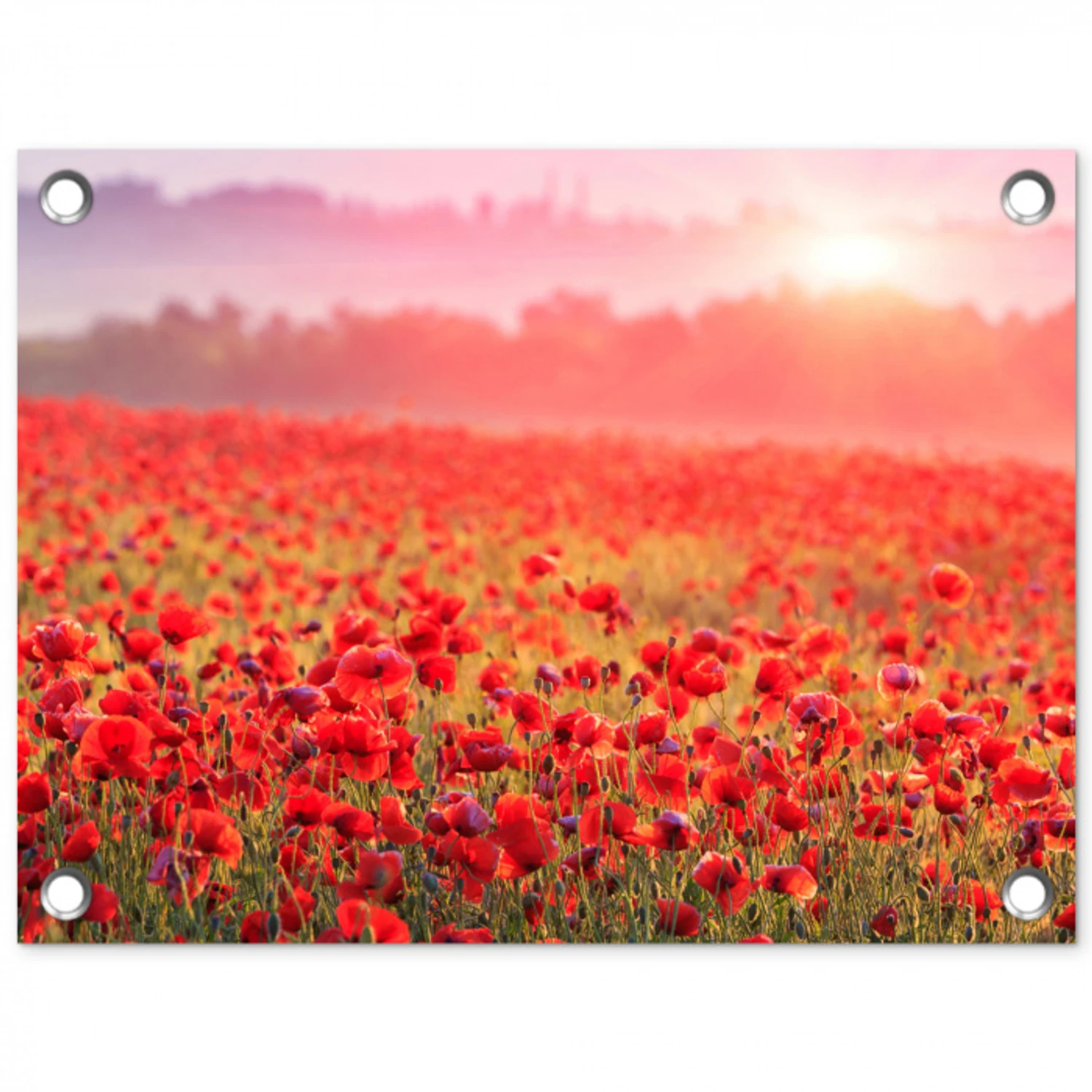 Rode klaprozen in de ochtendzon tuinposter los doek klein -3d