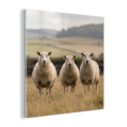 Schapen - Weidenlandschap - Heuvels plexiglas 5mm klein -z3d