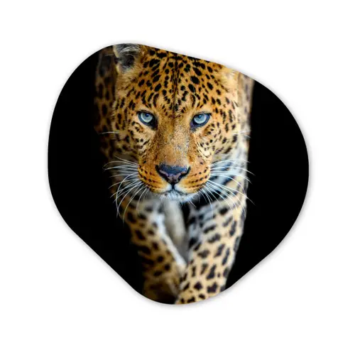 Luipaard - Dieren - Portret - Wilde dieren - Zwart Wandcirkel Organisch Forex 3mm klein -3d