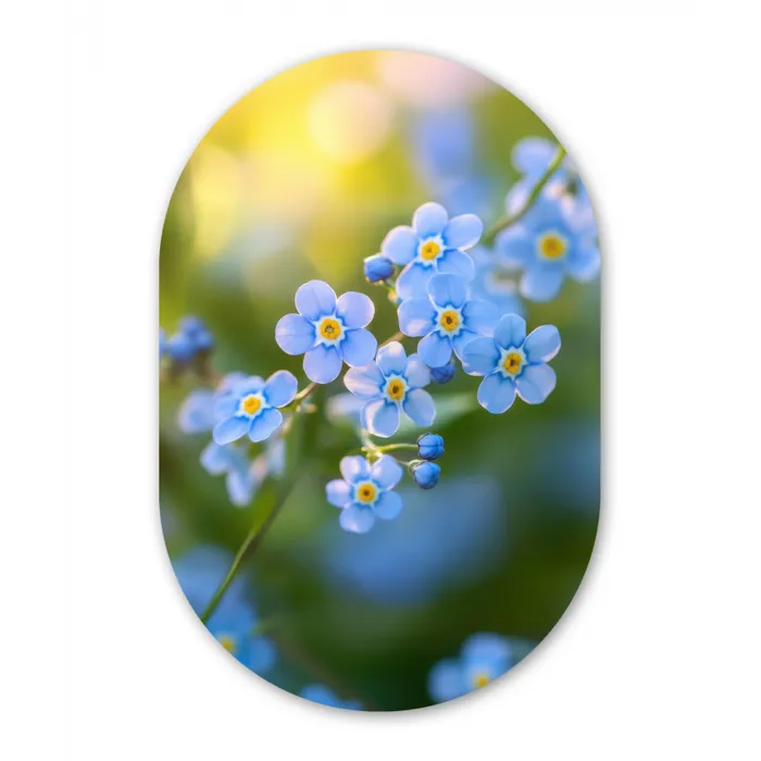 Bloemetjes - Blauw - Vergeet mij nietjes Wandcirkel Ovaal Forex klein -3d