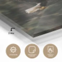 Zeearend - Vliegen - Bos - Natuur plexiglas 5mm klein -wsfeer2_DE