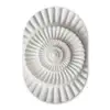 Schelp - Spiraal - Wit Wandcirkel Ovaal Forex klein -3d