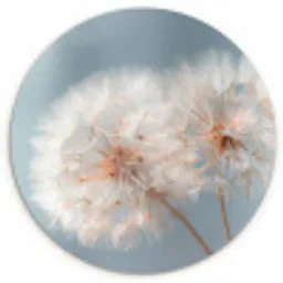 Paardenbloemen - Pluisjes - Wit Wandcirkel kunststof plaat 5mm dik klein -3d