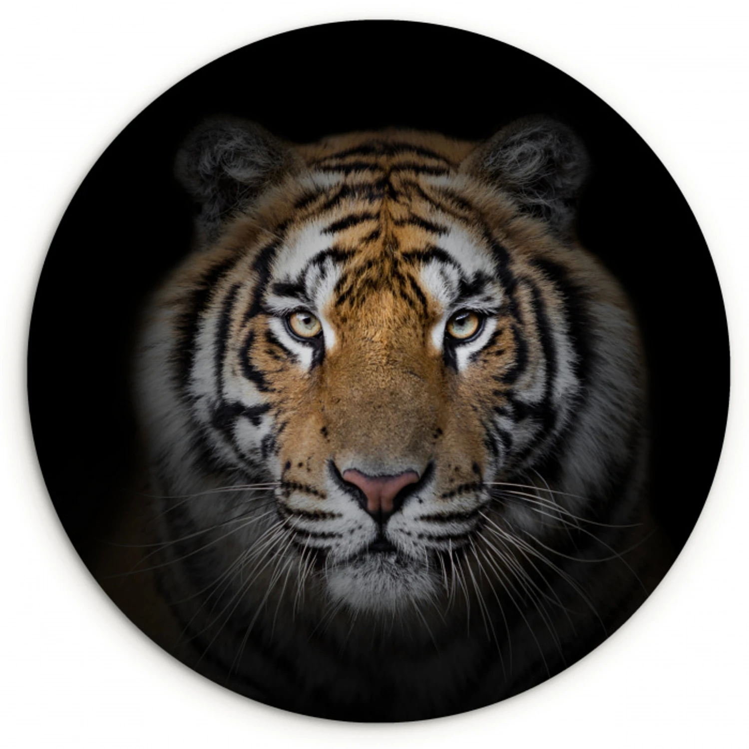 Tijger - Wilde dieren - Portret - Zwart - Dieren Wandcirkel kunststof plaat 5mm dik klein -3d