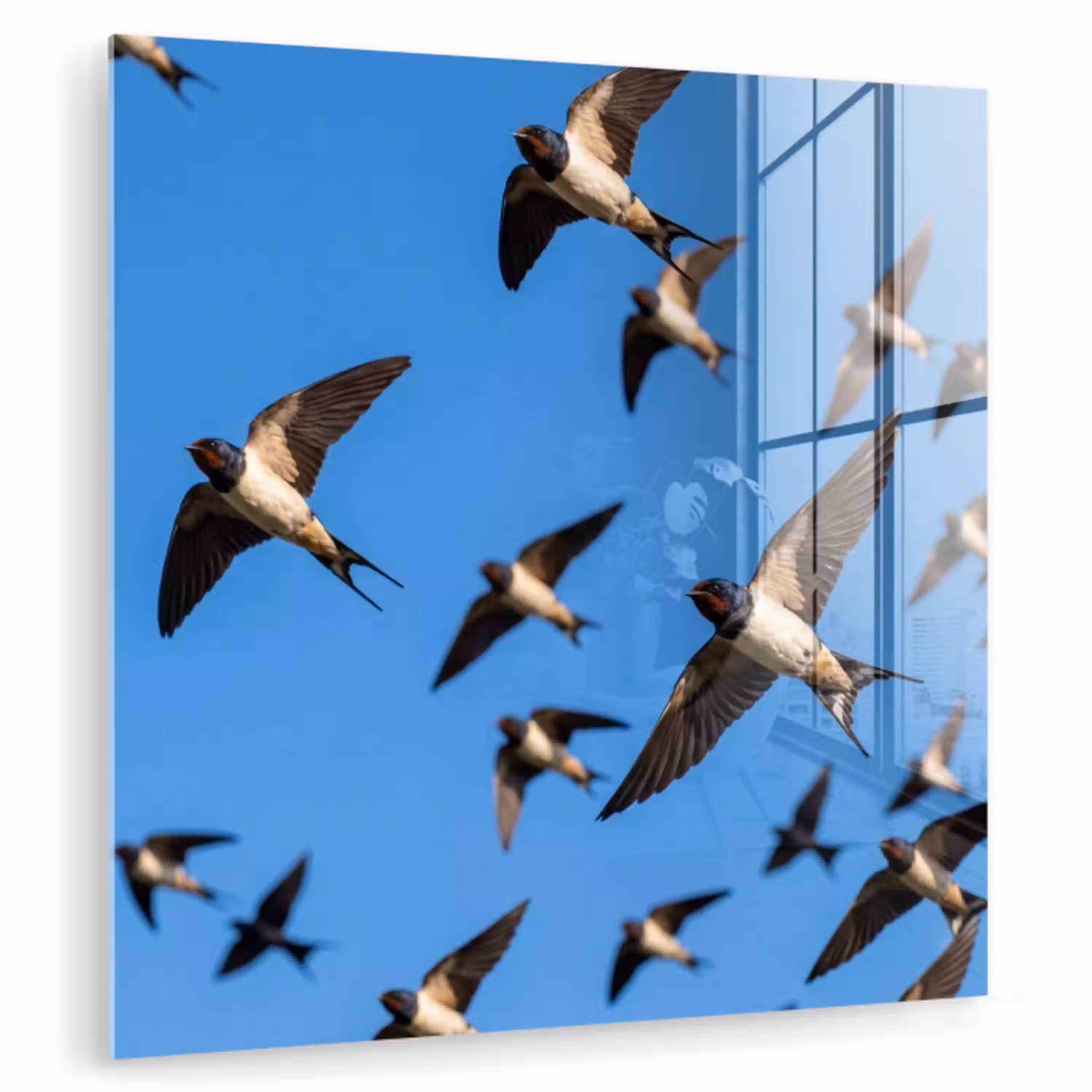 Zwaluwen - Vliegen - Blauw plexiglas 5mm klein -zzzproduct_nieuw