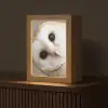 Uil - Bruin - Wit Light Box met kabel (Tafellamp) klein -z3d_website
