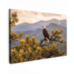 Zeearend - Boom - Bergen - Groen canvas 2cm klein -z3d