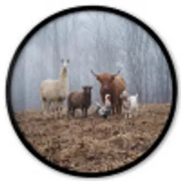 Boerderijdieren - Groep - Mist - Natuur - Rustiek Fotolijst rond zonder passe partout klein -3d