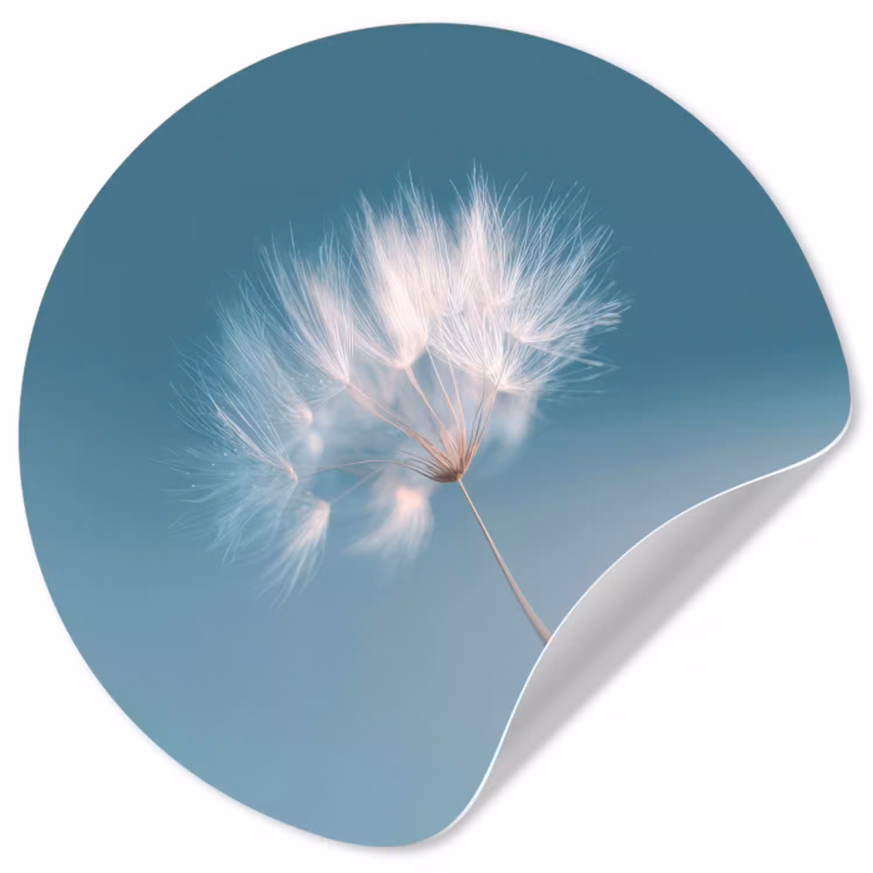 Paardenbloempluisje - Blauw - Lucht Wandcirkel behangsticker klein -3d