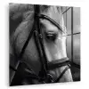 Paard - Schimmel - Portret plexiglas 5mm klein -zzzproduct_nieuw