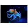 Octopus - Stippen - Blauw - Zee poster papier klein -3d