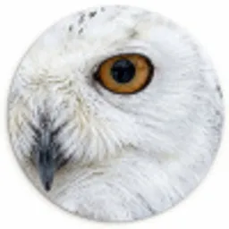 Sneeuwuil - Oog - Wildlife - Wit Wandcirkel kunststof plaat 5mm dik klein -3d