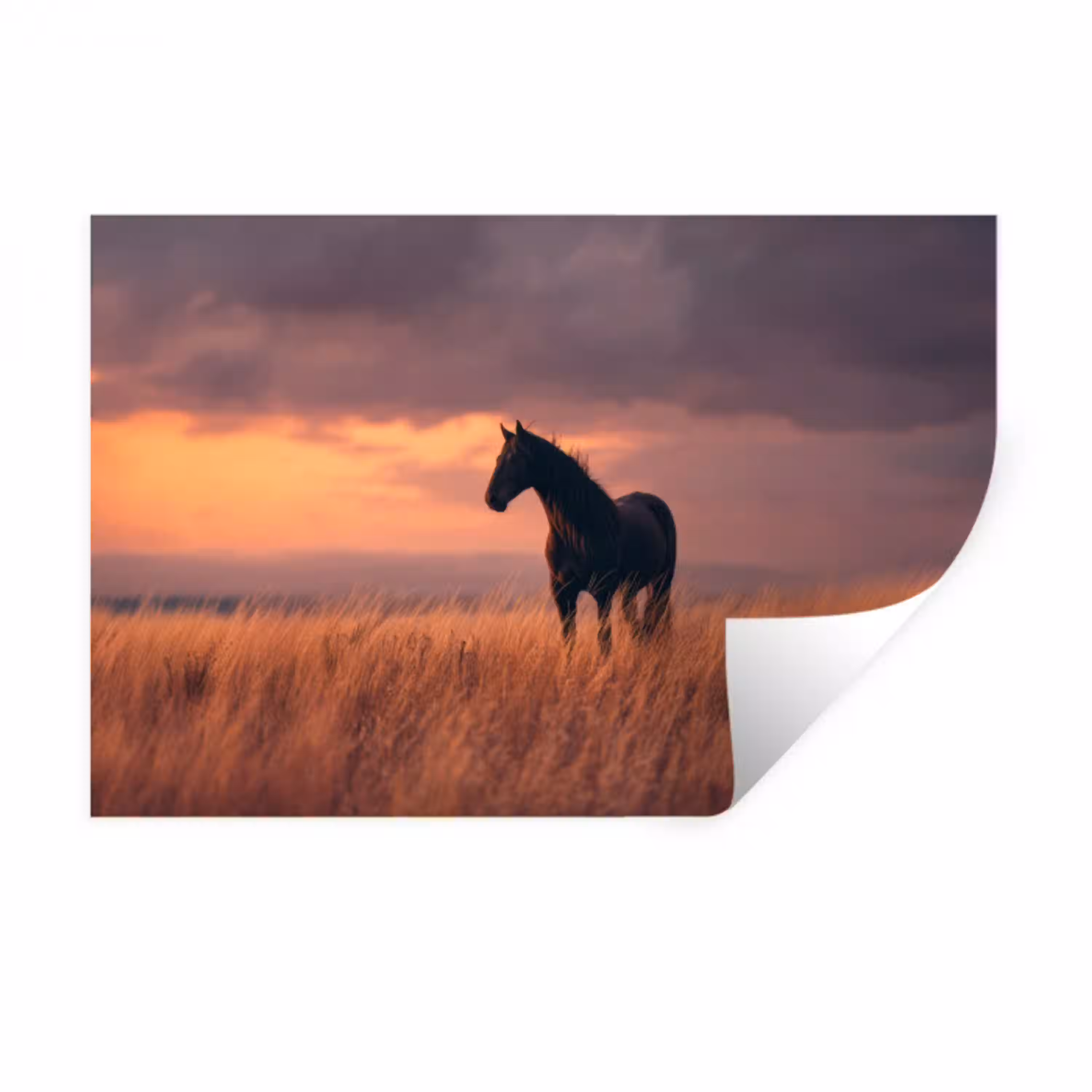 Paard - Wolken - Open veld Muursticker klein -3d