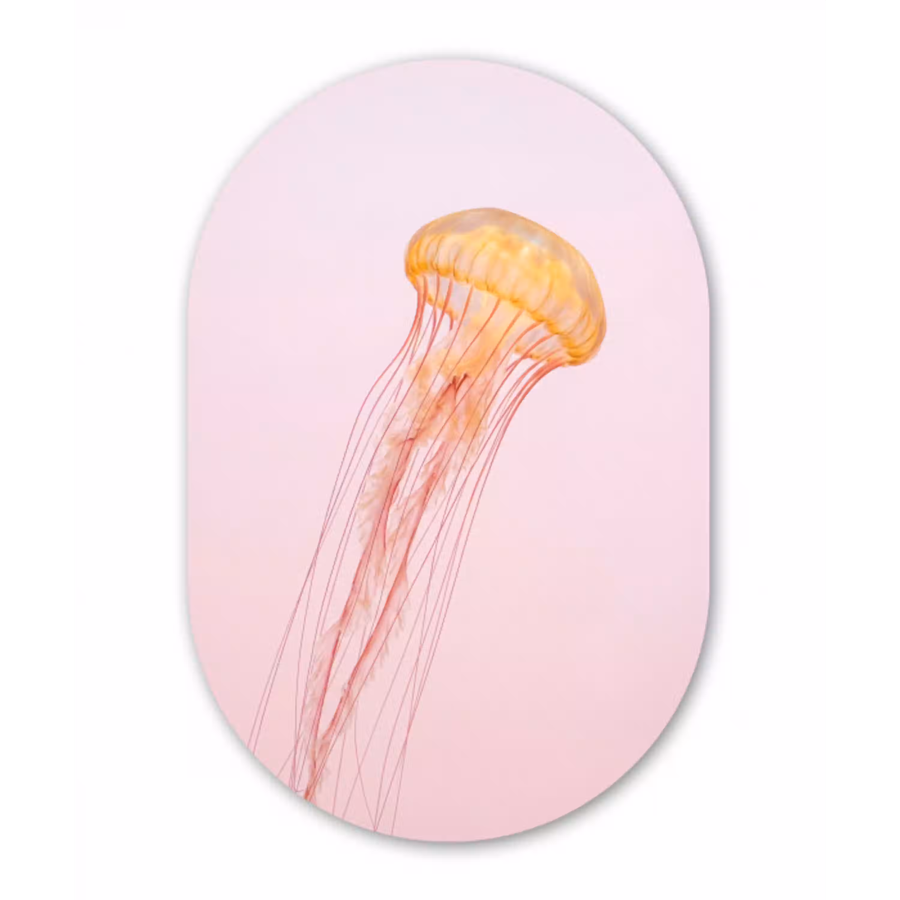 Sierlijk - Kwal - Roze Wandcirkel Ovaal Aluminium middel -3d