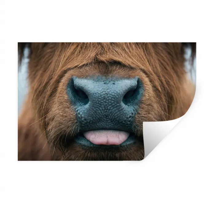 Schotse hooglander - Neus - Bruin Muursticker klein -3d