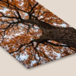 Boom - Bladerdak - Herfst - Oranje - Sfeervol fotolijst zwart zonder passe partout klein -zsfeer6