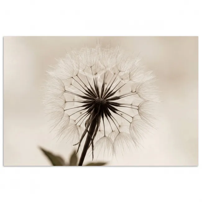 Poster - Paardenbloem - Minimalistisch - Wit