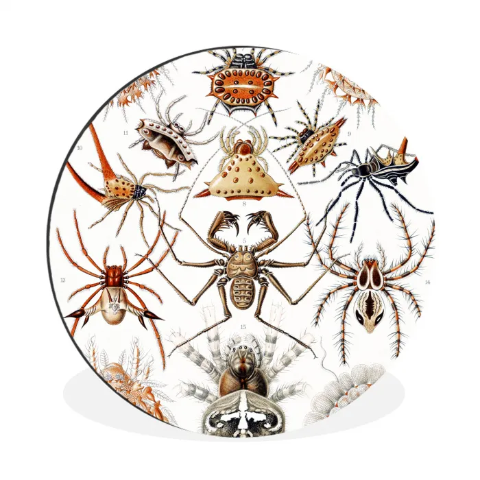 Retro - Ernst Haeckel - Insecten - Tuinposter - Tuin Wandcirkel aluminium klein -3d