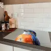 Kleurrijk - Vogeltje - Veren - Blauw Inductie beschermer vinyl 3mm klein -sfeer3