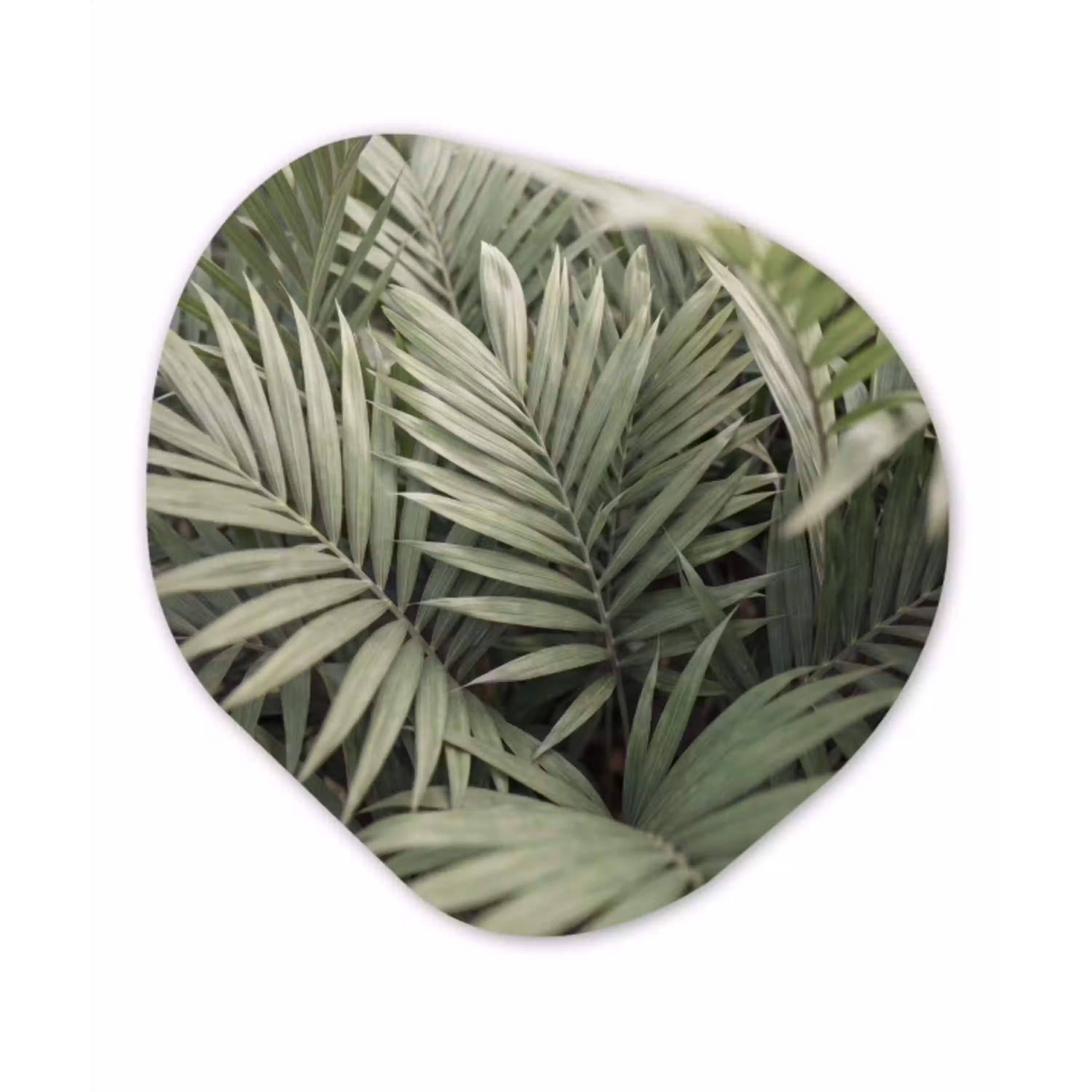 Plant - Palmbladeren - Natuur - Groen Wandcirkel Organisch Forex 3mm klein -3d