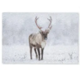 Rendier - Gewei - Toendra - Sneeuw - Wild Deurmat klein -zkaufland3d