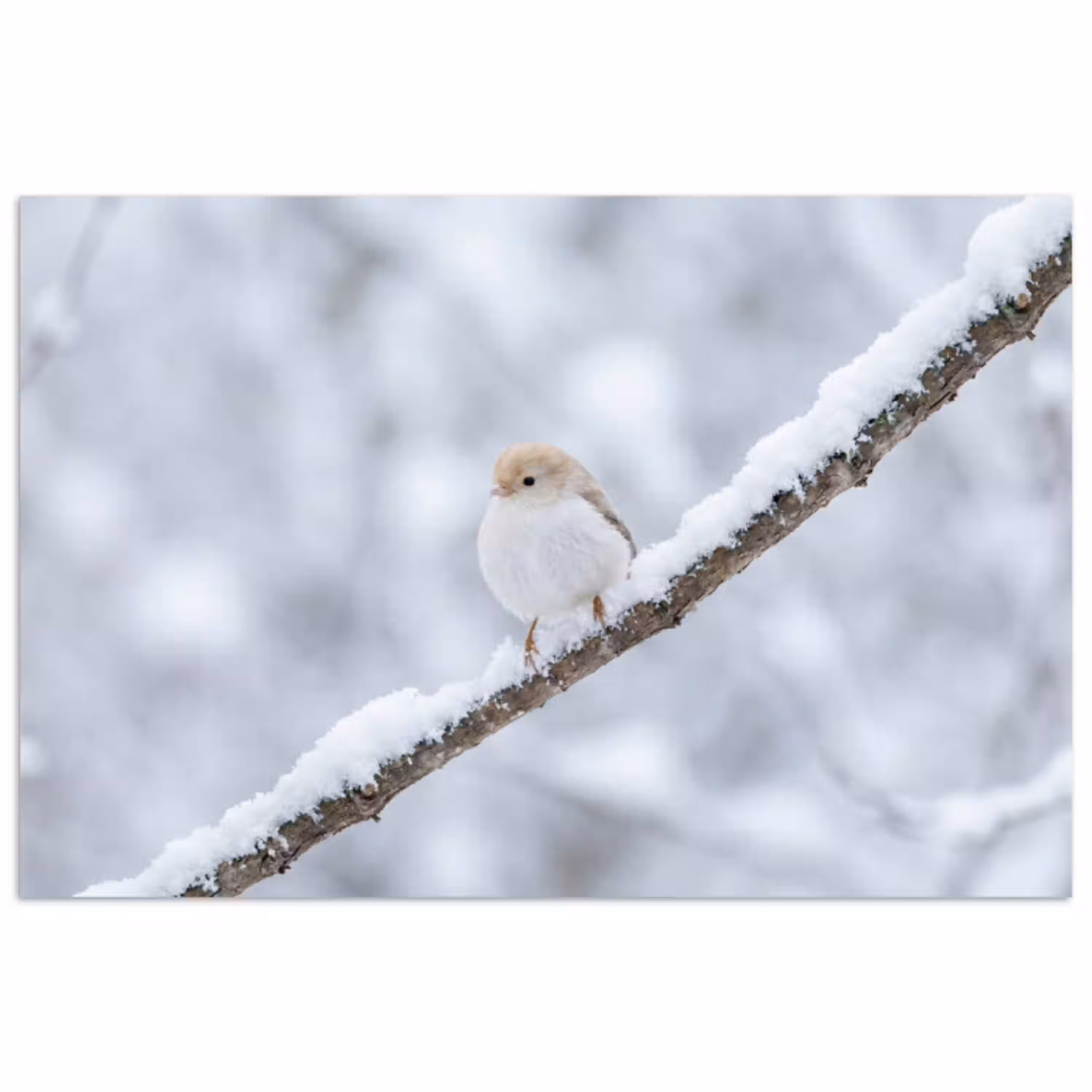 Vogeltje - Sneeuw - Tak - Winter - Zacht poster papier klein -3d