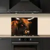 Schotse hooglander - Zwart - Koe - Hoorn - Dieren keuken achterwand spatscherm klein -sfeer1