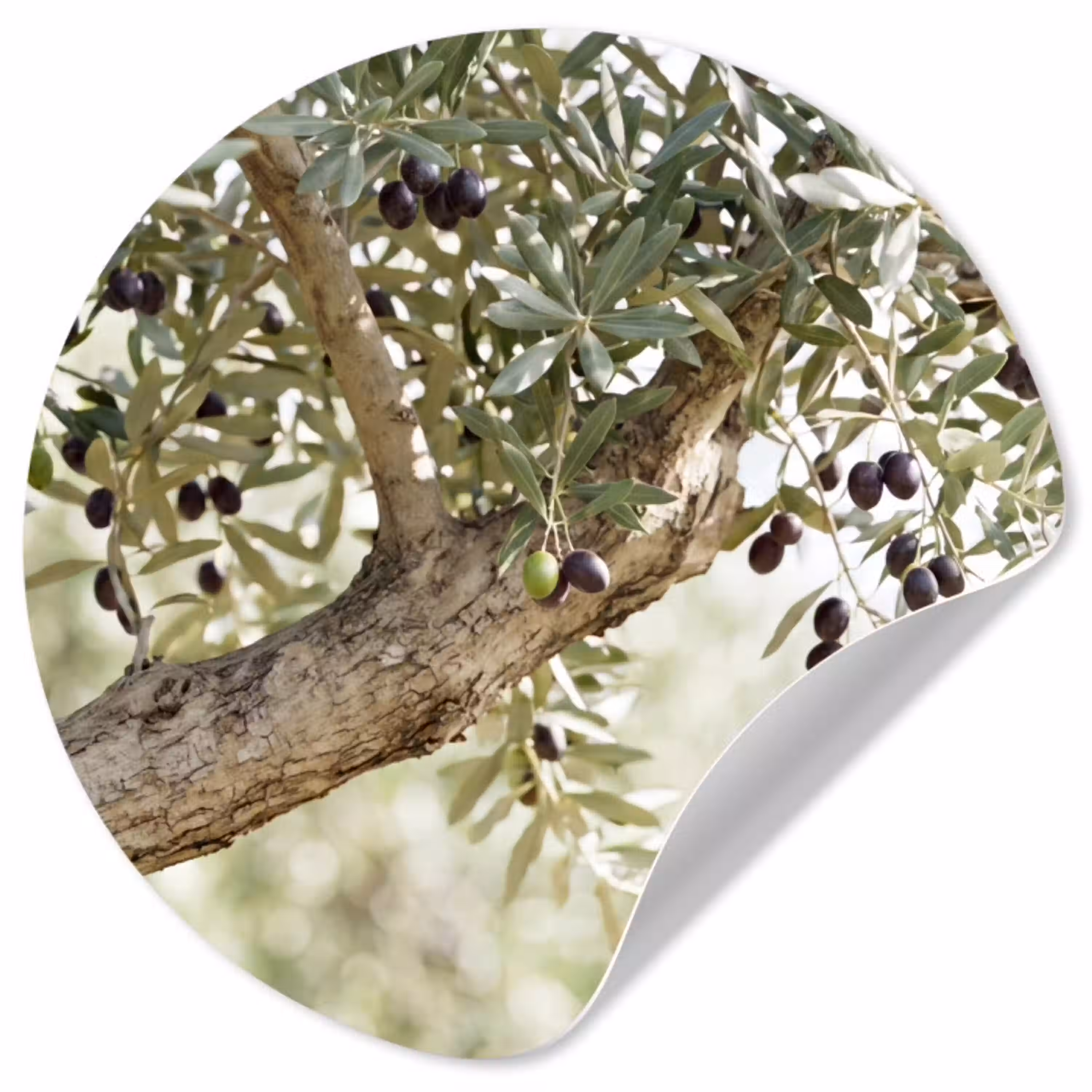 Olijfboom - tak - groen Wandcirkel behangsticker klein -3d