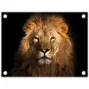 Leeuw - Dieren - Zwart - Licht - Bruin - Portret tuinposter los doek klein -3d