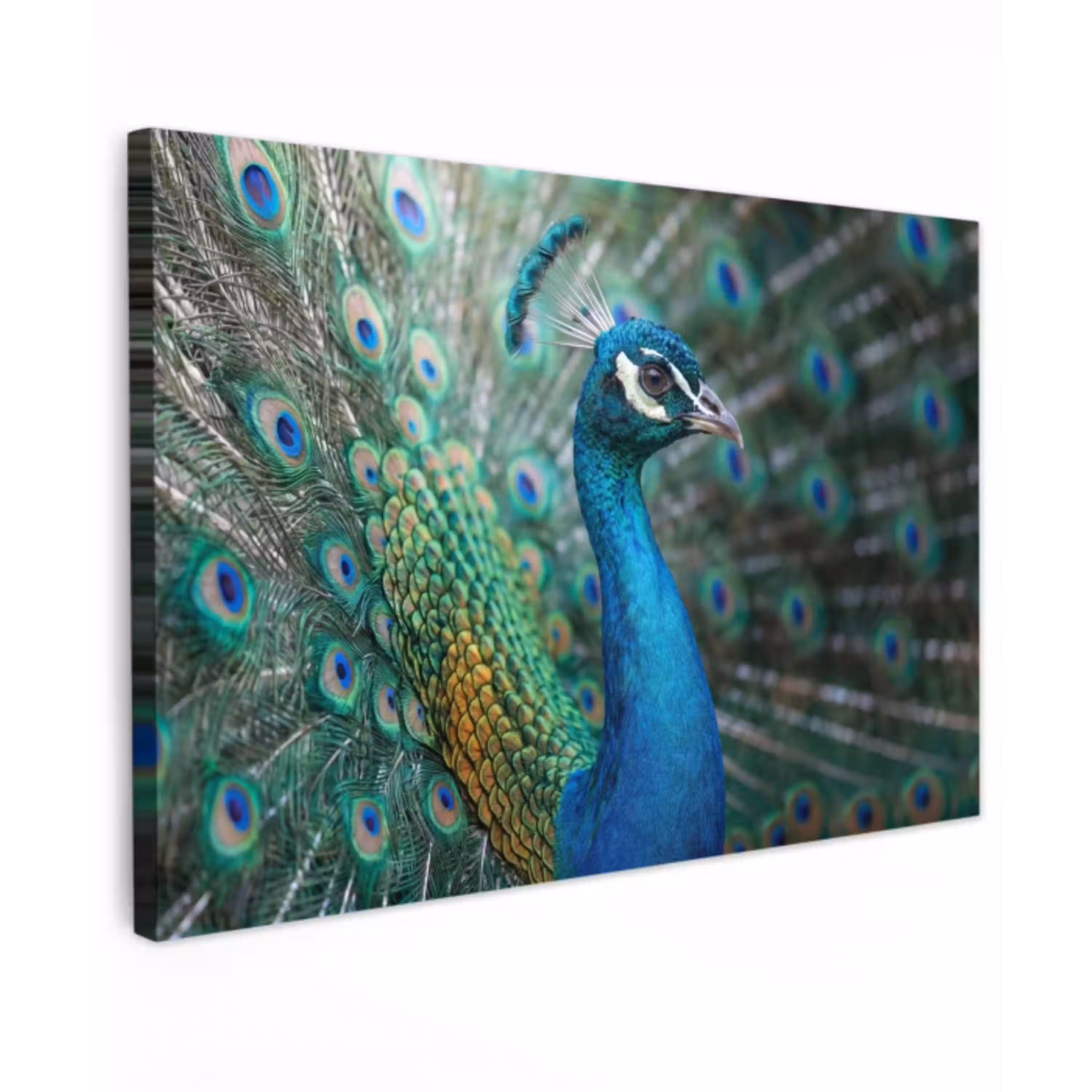 Pauw - Veren - Blauw Tuinposter op houten frame 2 cm dik klein -3d