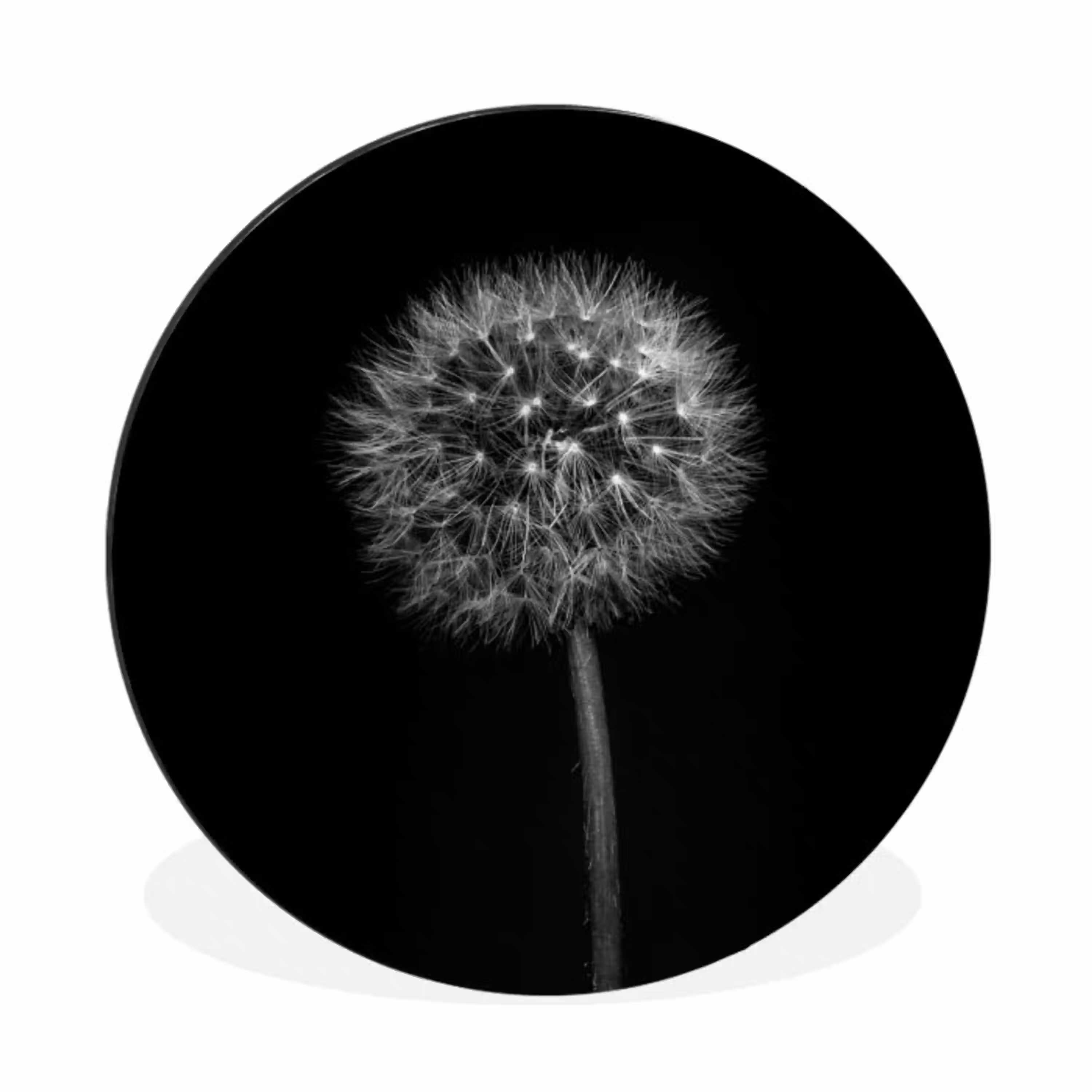 Paardenbloem - Zwart - Bloemen - Botanisch Wandcirkel aluminium klein -3d