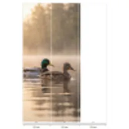 Eenden - Water - Mist - Natuur Behang Vlies klein -USP_banen